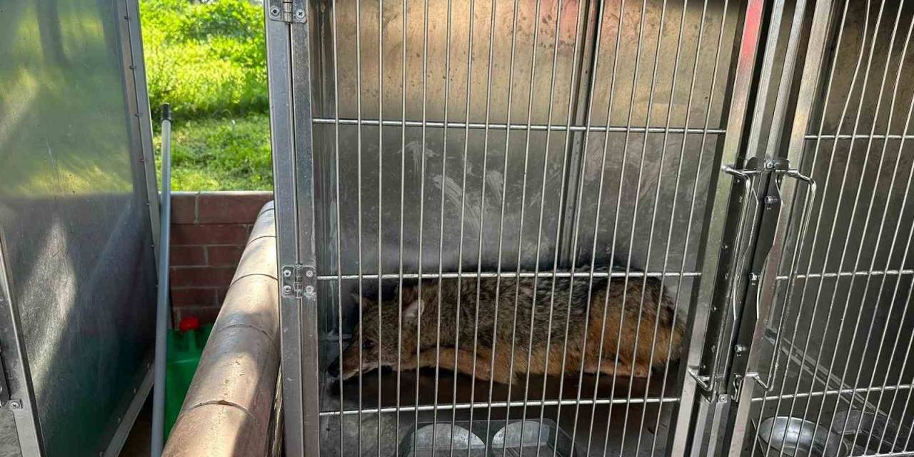 Bursa’da Eve Giren Tilki, Aileyi 4 Saat Boyunca Rehin Aldı