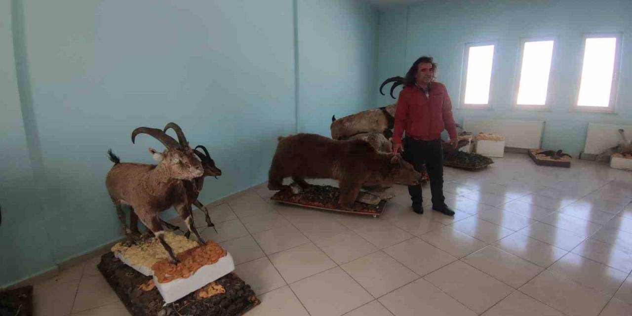 Yaban Hayvanları Tahnitleri İle Yaşatılıyor