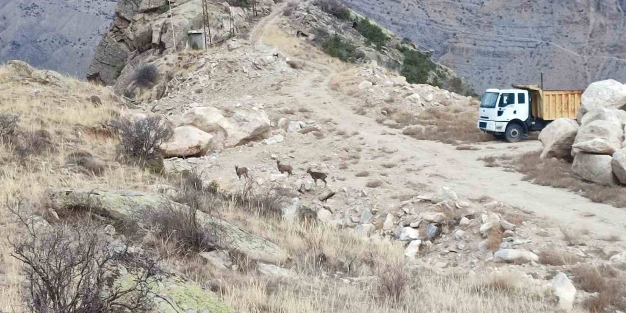 Dağ Keçileri İlçe Merkezine Kadar İndi