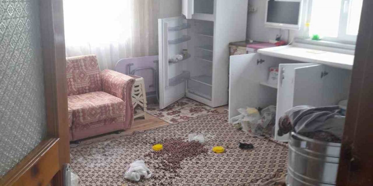 Gümüşhane’de Ayılar Yayla Evlerine Dadandı