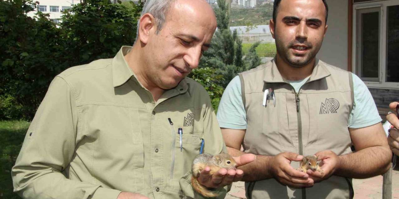 Şırnak’ta 8 Sincap Yavrusu Ele Geçirildi