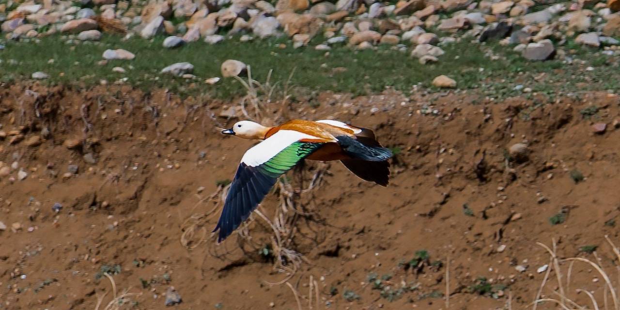 Sadakatin Simgesi Angut Kuşu Başkale’de Görüldü