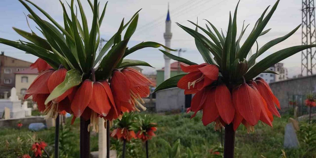 Yüksekova’da Bir Aylık Ömürleri Olan Ters Laleler Çiçek Açtı