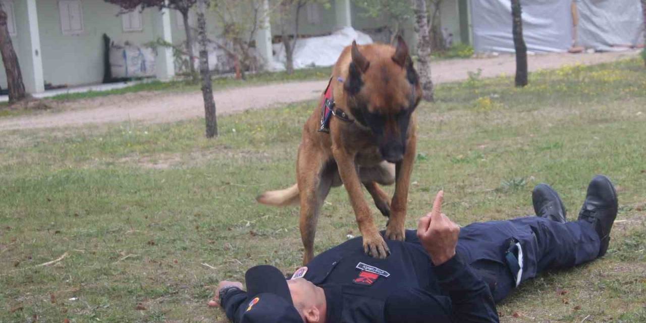 İtaat Köpeği ’rüzgar’ Kalp Masajı Yaptı, ’batur’ İsimli At İp Atladı