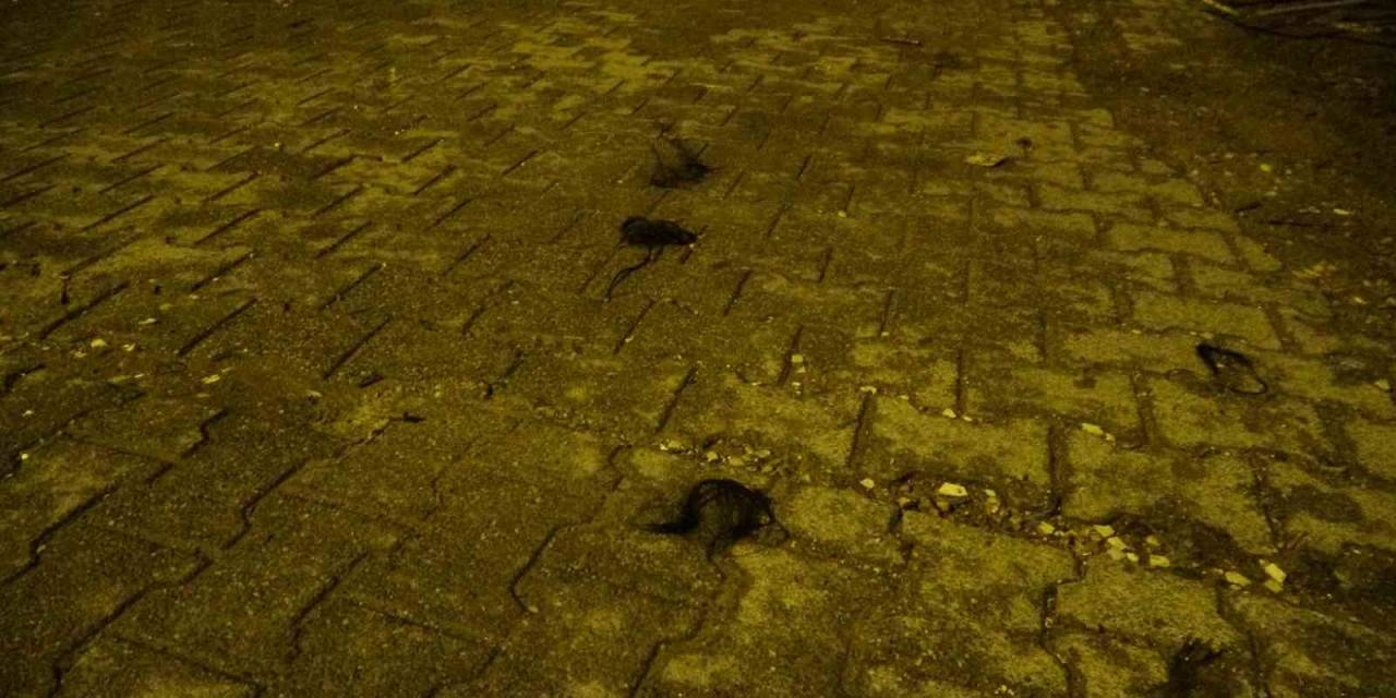 Kadınların Saç Baş Yolduran Kavgasında Bıçaklanan Polis Memuru Yaralandı