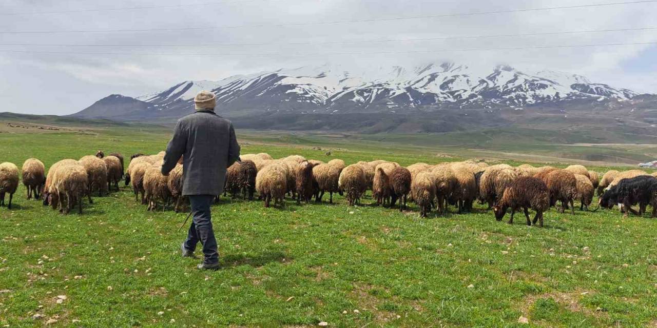 Sürülerin Süphan Dağı’na Yolculuğu Başladı