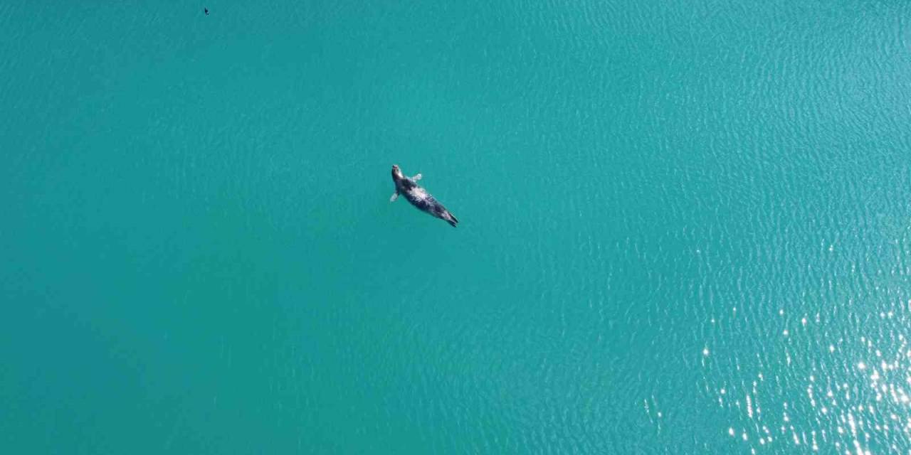 Akdeniz Foku Denizde Önce Güneşlendi, Sonra Teknelerin Arasında Dinlendi