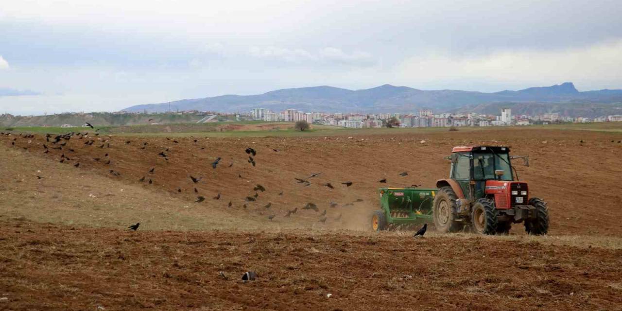 Türkiye’nin Hububat Şehrinde Ekimler Başladı, Dikkati İse Kargalar Çekti