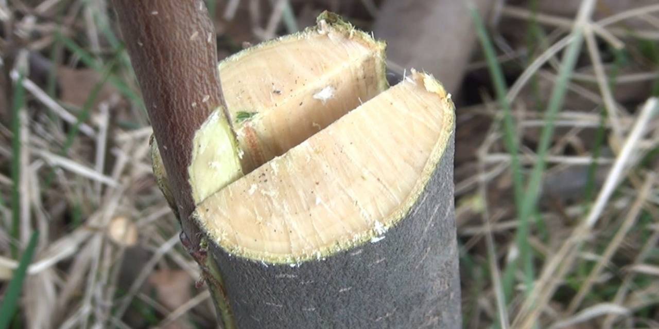 Meyve Ağaçlarında Aşılama Dönemi Başladı