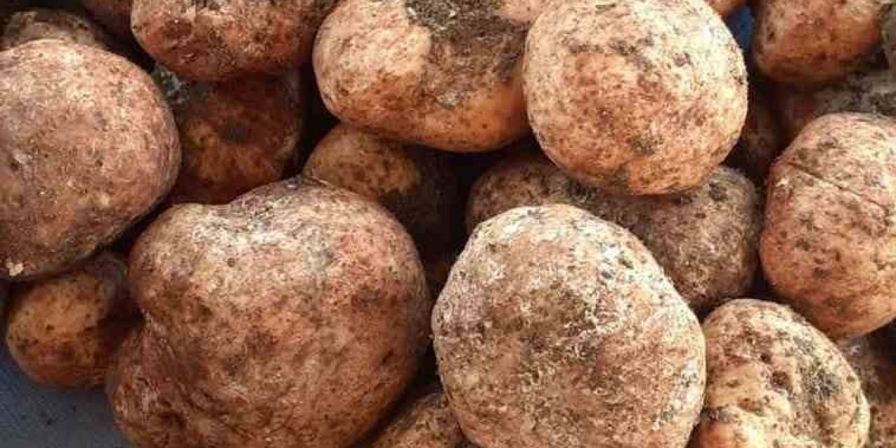 Kilosu 500 Lirayı Bulan ’keme’ Çıktı