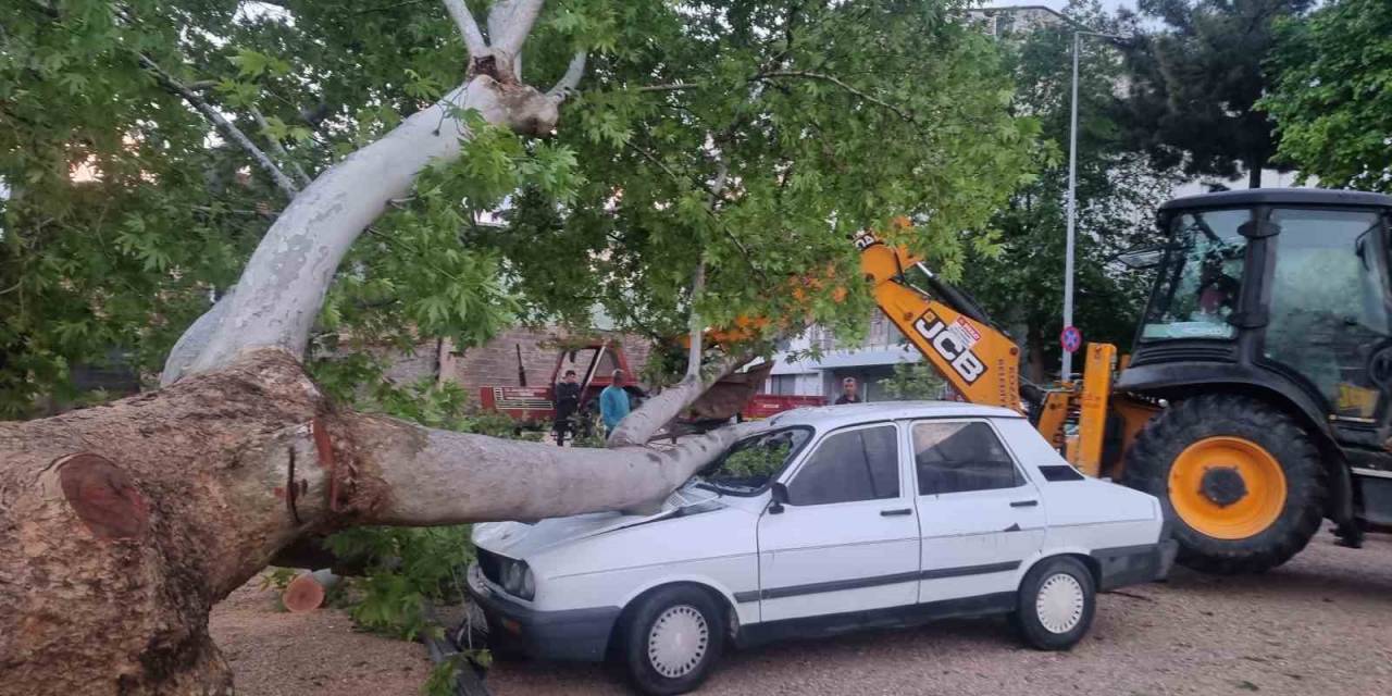 10 Dakikalık Yağış Ağacı Devirdi, Dereleri Taşırdı