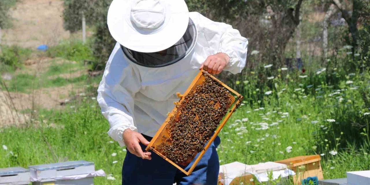 Adana’da Bal Üretiminde Bu Sene Rekor Kırılacak