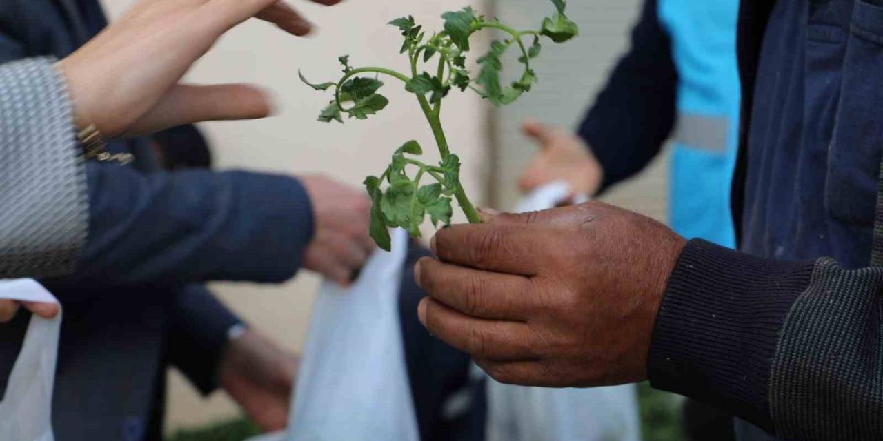 Örtü Altı Sebze Üreticilerine Fide Desteği