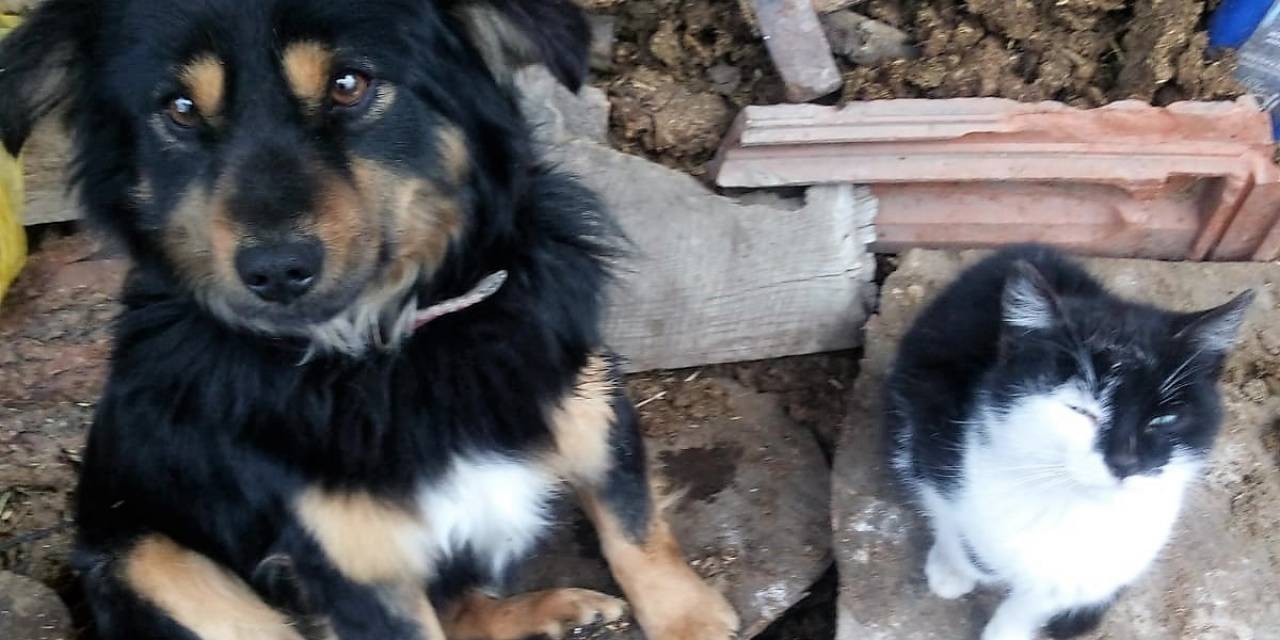 Kayıp Köpeğini Bulana Ödül Verecek