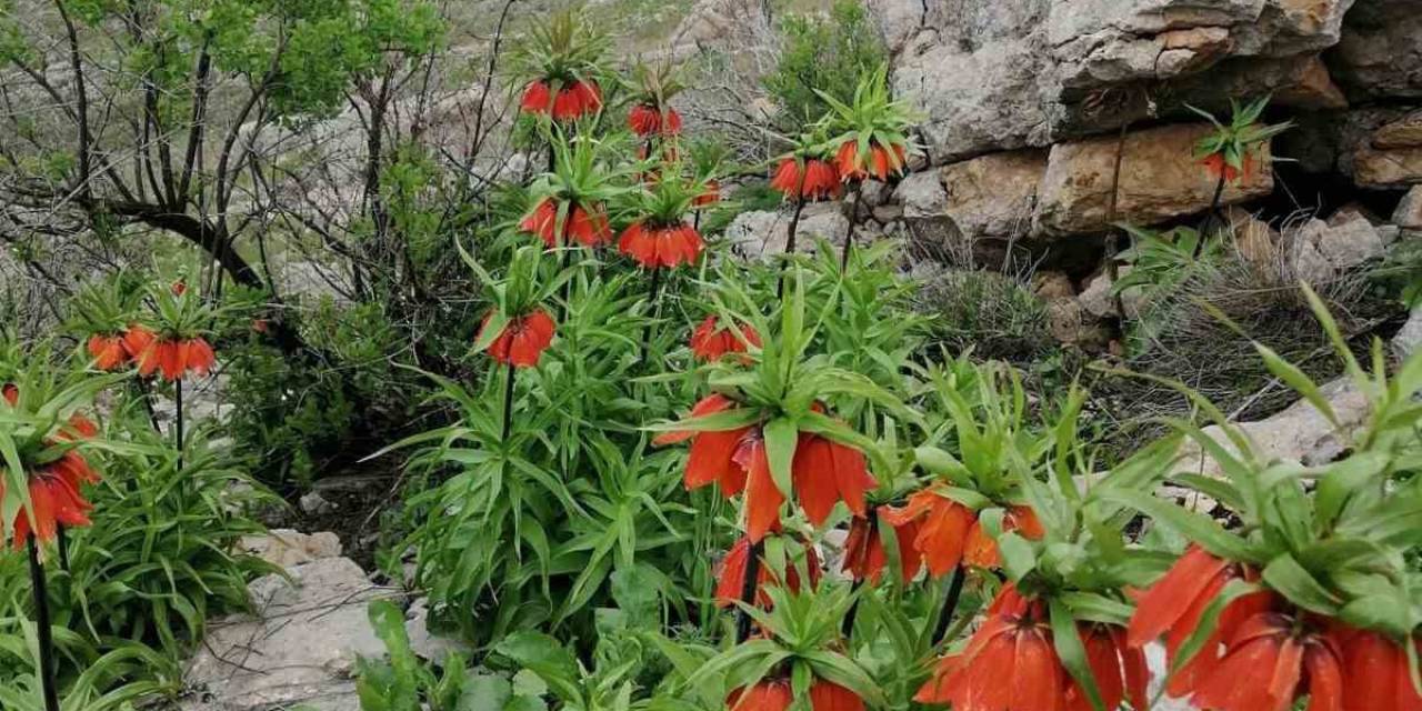 Diyarbakır’da Açan ‘ters Lale’ler Göz Kamaştırdı