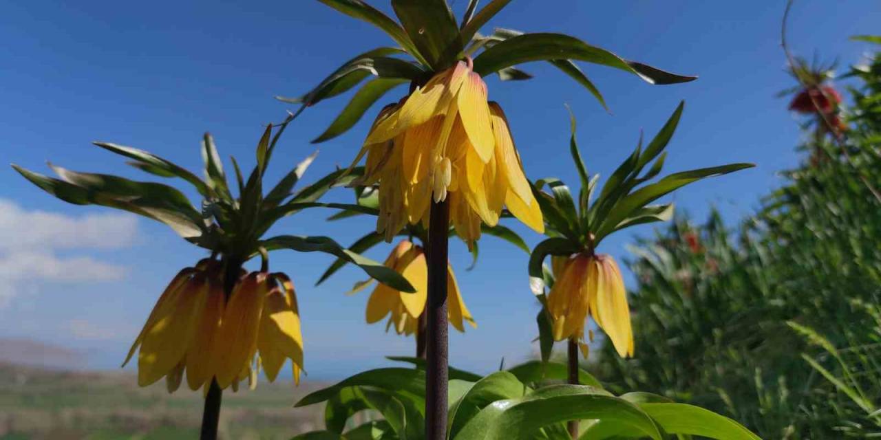 Ters Laleler Göz Kamaştırıyor