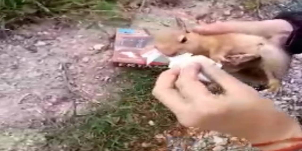 Yolda Yaralı Bulduğu Sincaba Vatandaştan Şefkat Eli