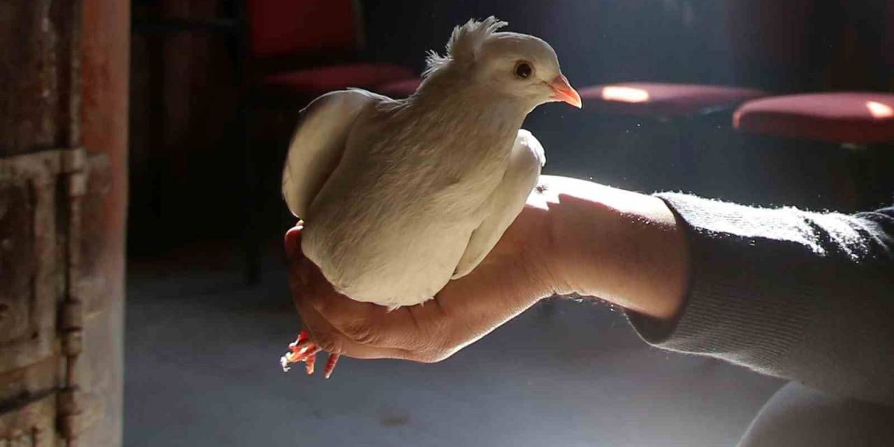 Sahibinin Ömrünü Uzatan Güvercin