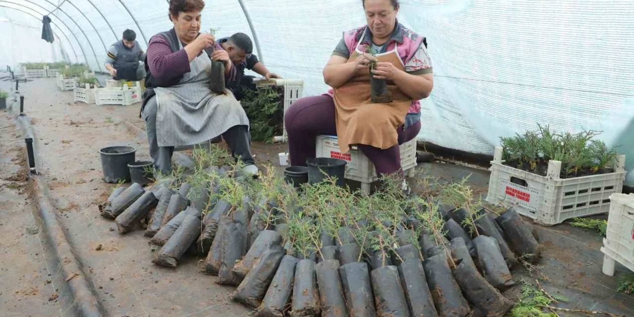 Diyarbakır’da Belediye Personeline Fidan Aşılama Eğitimi