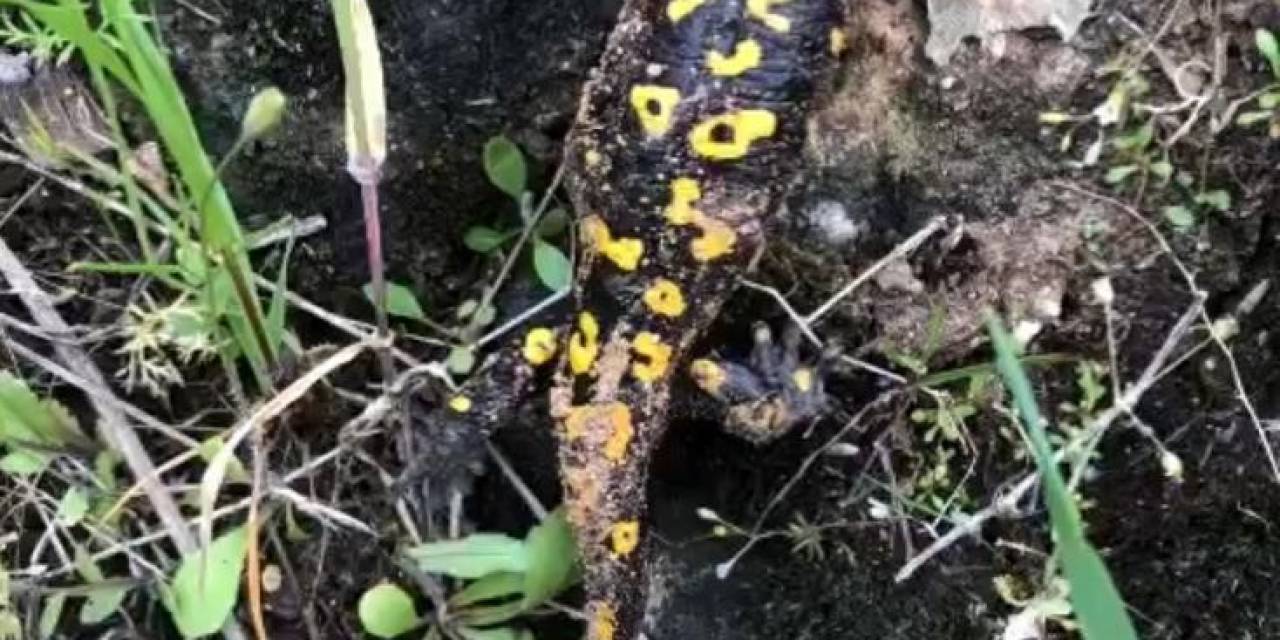 Diyarbakır’da Nesli Tükenme Tehlikesi Altında Olan ’türk Semenderi’ Görüldü