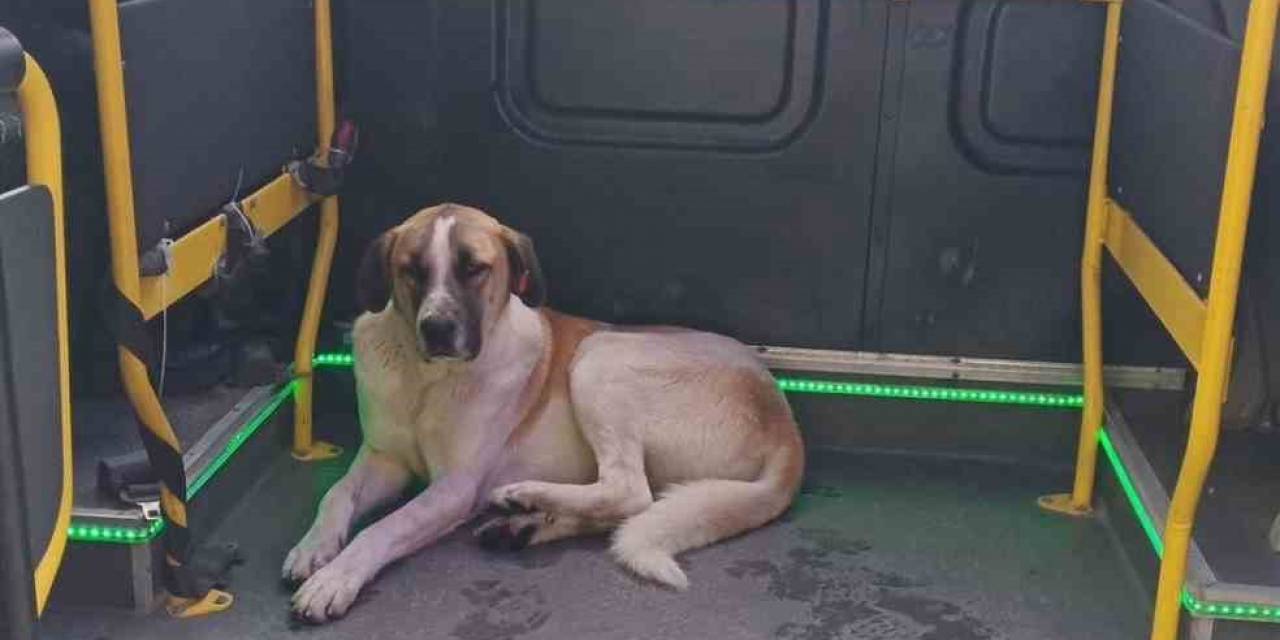Edremit’te Yolculuğu Seven Köpek Minibüsçülerin Maskotu Oldu