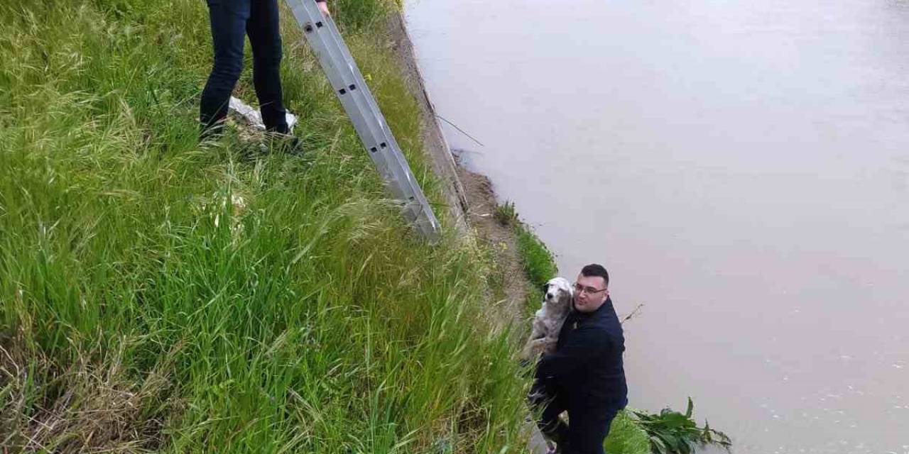 Dere Kenarında Mahsur Kalan Köpeği Belediye Ekipleri Kurtardı