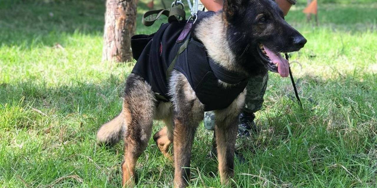 Arama-kurtarma Köpeği Proteo Onuruna Türkiye’den Meksika’ya Yavru Köpek Hediyesi