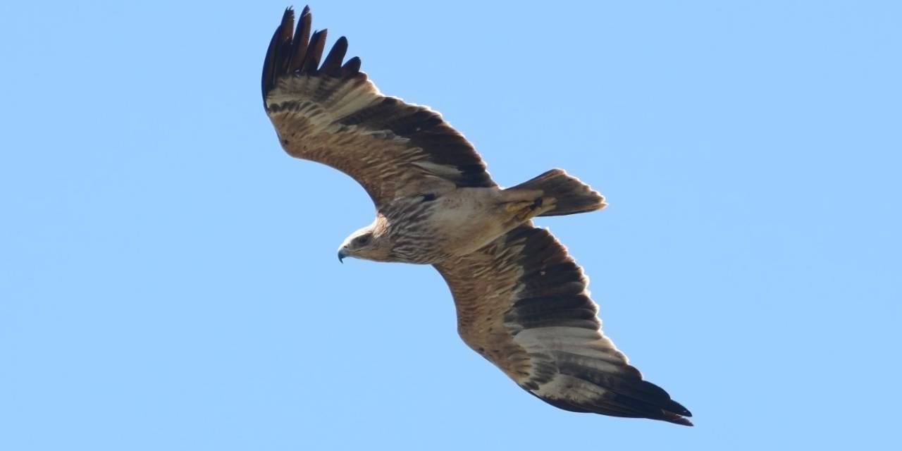 “kuş Oteli” Hersek Lagünü’nde Tür Sayısı Şah Kartalıyla 253’e Çıktı