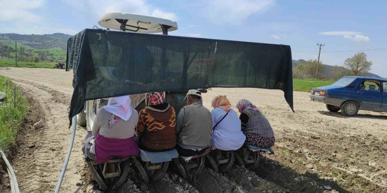 Selendi’de Tütün Dikimi Başladı
