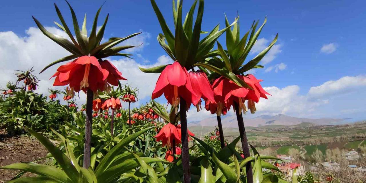 Van’da 60 Kilometre Arayla İki Mevsim Yaşanıyor