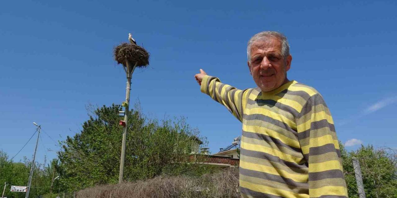 Ulaş Köyü Leylekleri 15 Yıl Köyde İkinci Bir Yuva Oluşturdu