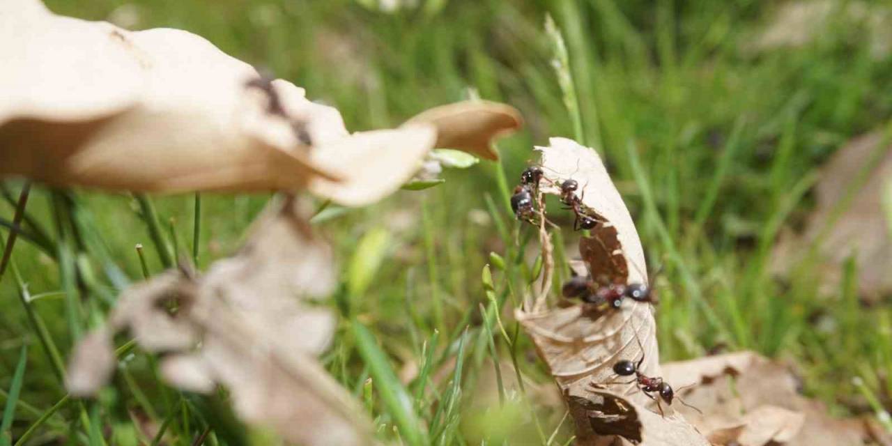 Şırnak’ta Havaların Isınmasıyla Karıncalar Yuvalarından Çıkıyor