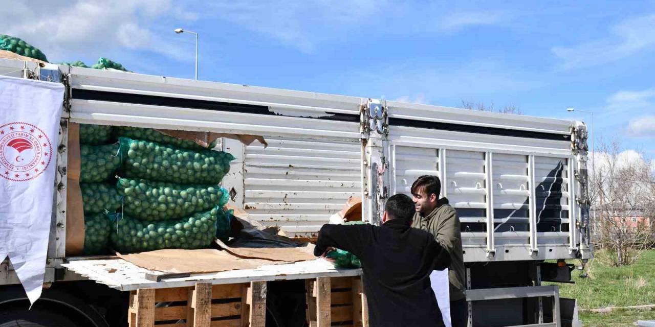 Ardahanlı Çiftçilere Kavılca Buğdayı Tohumu Ve Tohumluk Patates Dağıtıldı