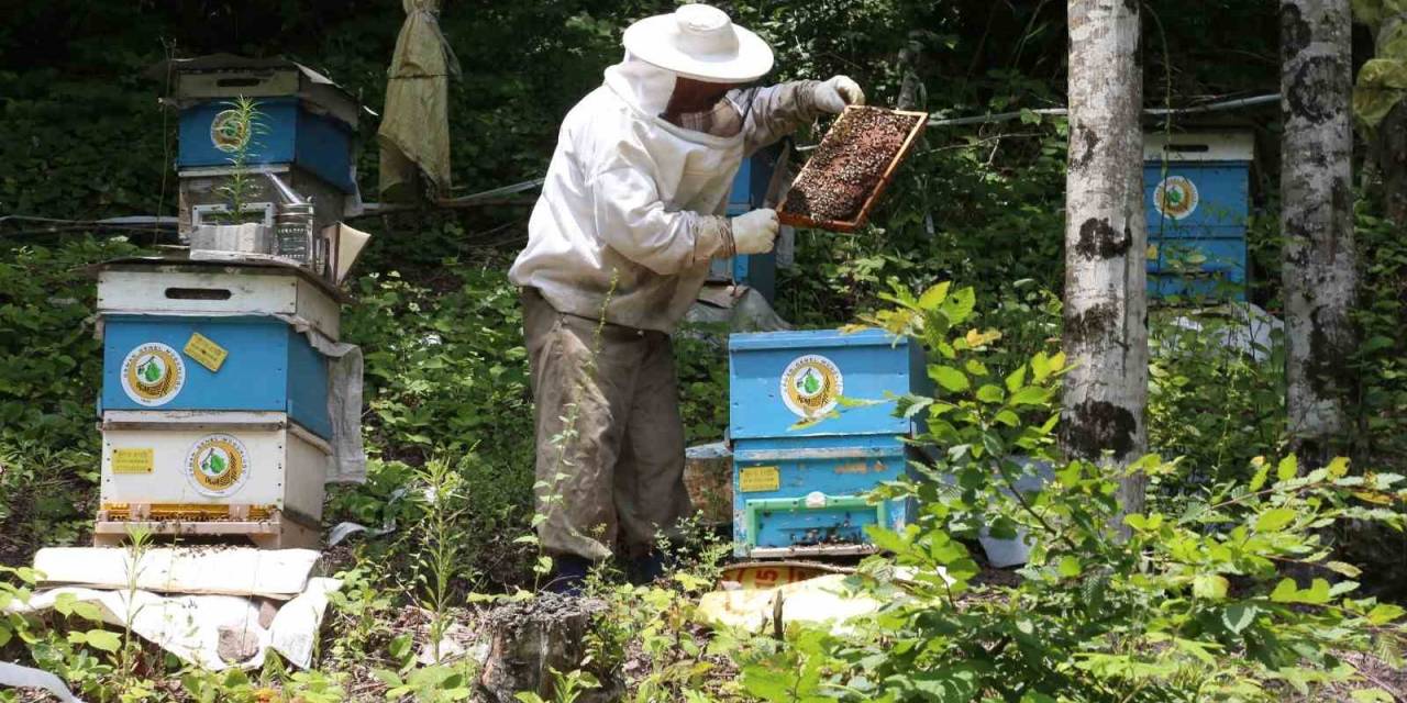 Bal Ormanı Sayısının İki Yıl İçerisinde 844’e Çıkarılması Planlanıyor