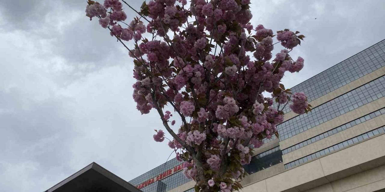 Başakşehir Şehir Hastanesi’nin Sakuraları Çiçek Açtı
