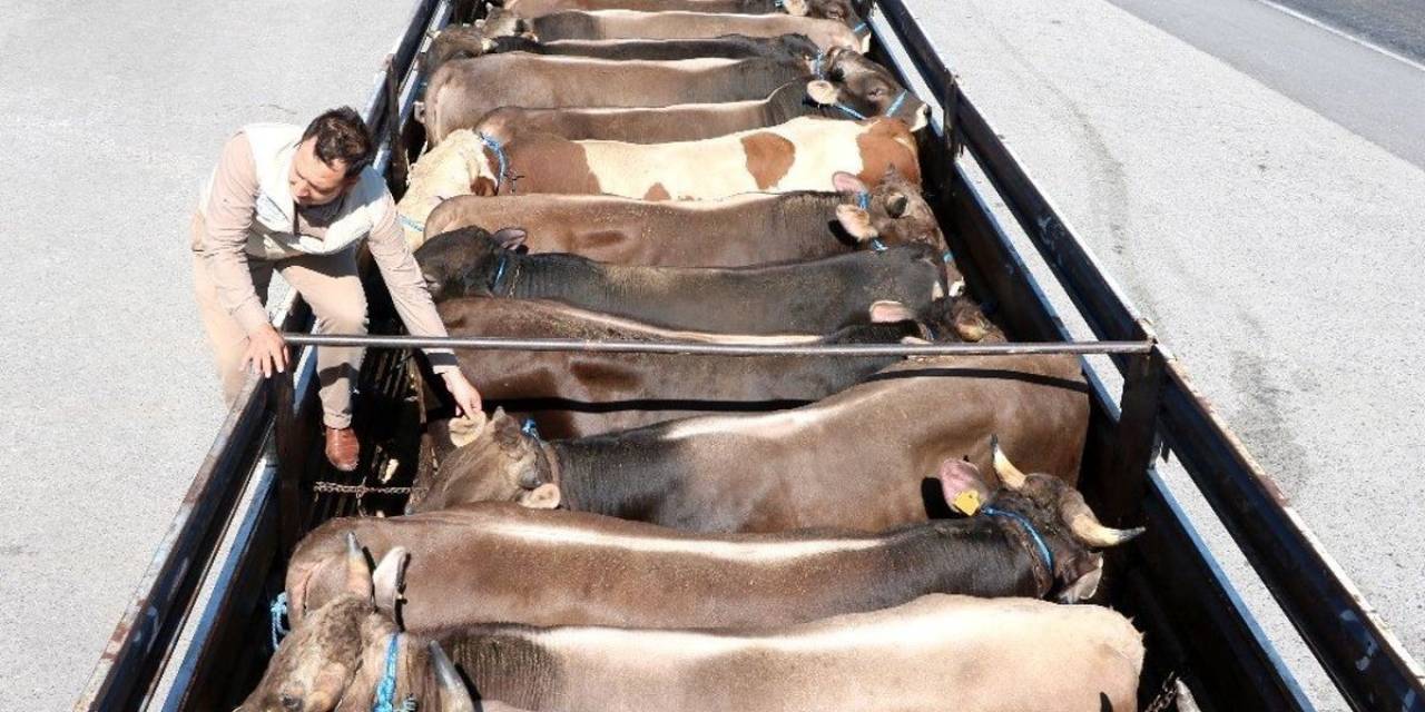 Şap Hastalığı Nedeniyle Durdurulan Hayvan Hareketleri Kısıtlaması 28 Nisan’da Kalkıyor