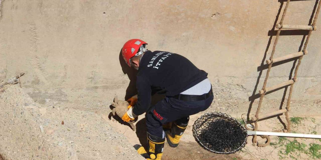 Çimle Besledikleri Kaplumbağayı Hayata Bağladılar