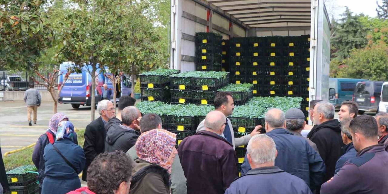 Yalova’da Çiftçilere 252 Bin Adet Sebze Fidesi Dağıttı