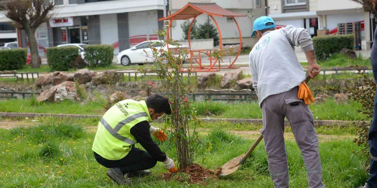 Orta Refüjlerdeki Bitkiler Yeşil Alanlara Dikiliyor
