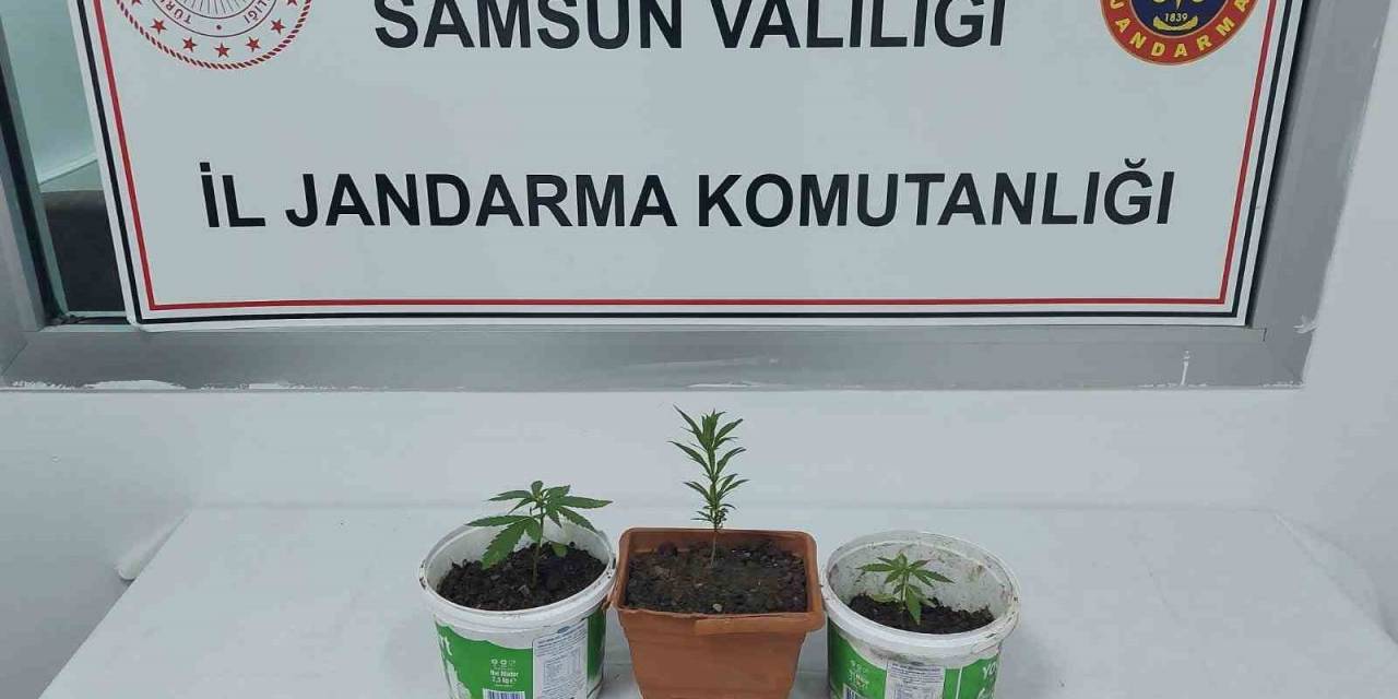 Samsun’da Kenevir Baskını: 1 Gözaltı