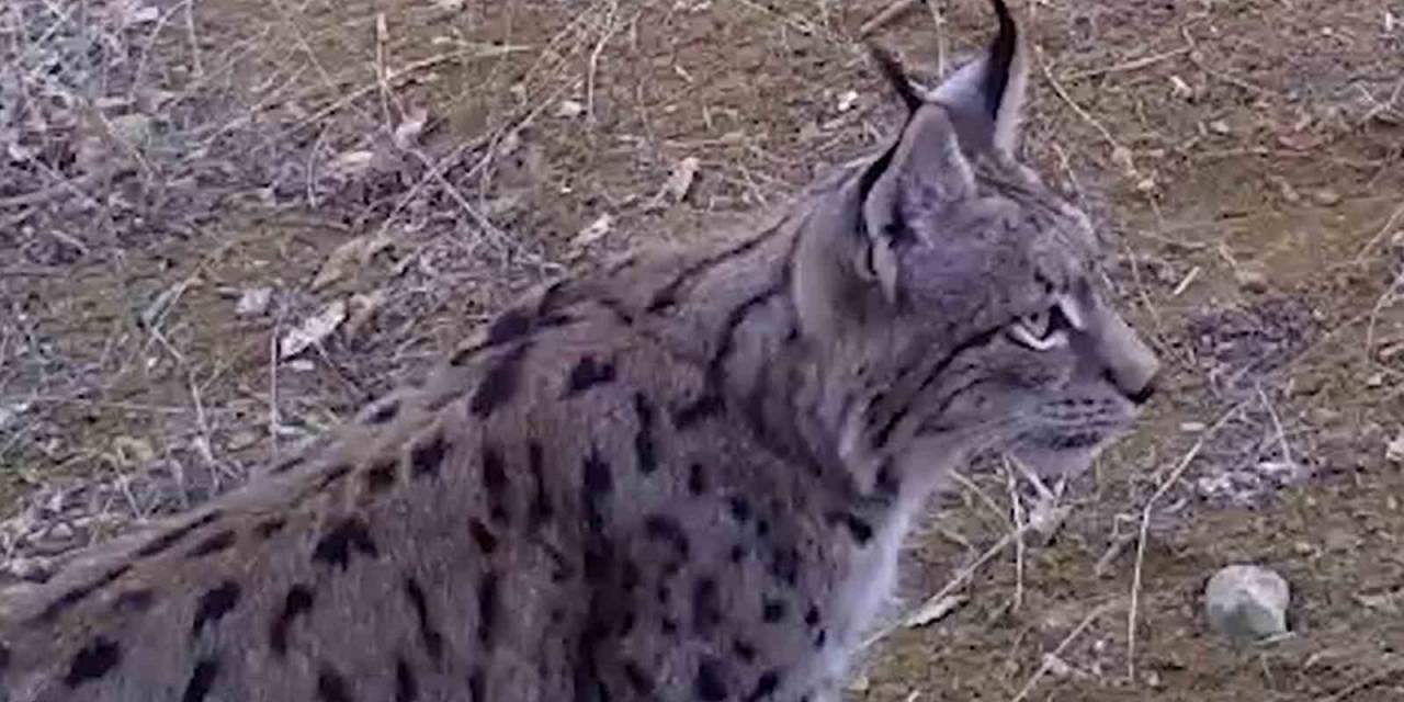 Bozkırın Yaban Hayatı Fotokapanda