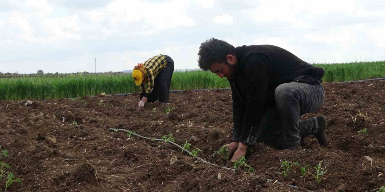 Kilisin En Küçük İlçesi Polateli’nde Domates Fidesi Toprakla Buluştu