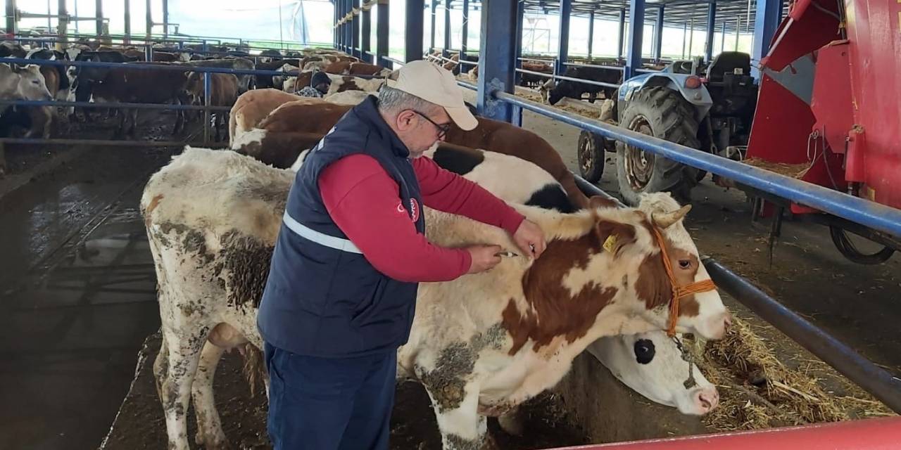 Manisa’da Hayvan Hareketleri Kısıtlaması 28 Nisan’da Sona Eriyor