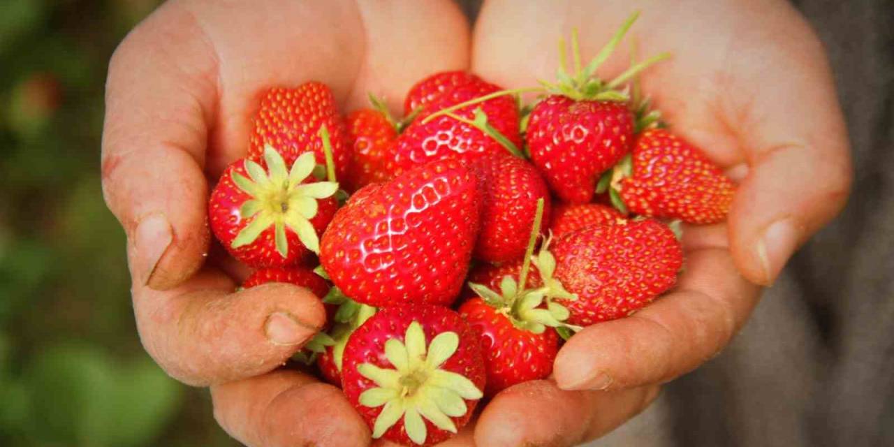 Elazığ’da Örtü Altı Çileğin İlk Hasadı Gerçekleşti