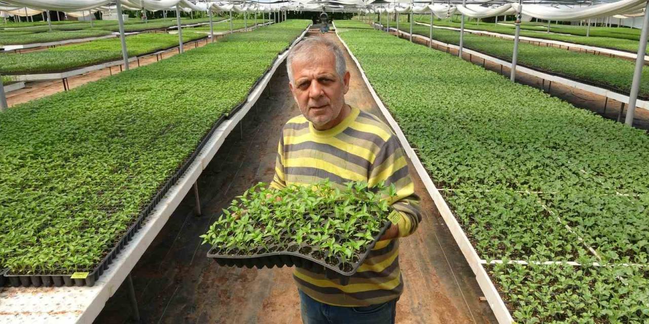 Ata Tohumu Fideler, Dikim Olgunluğuna Ulaştı