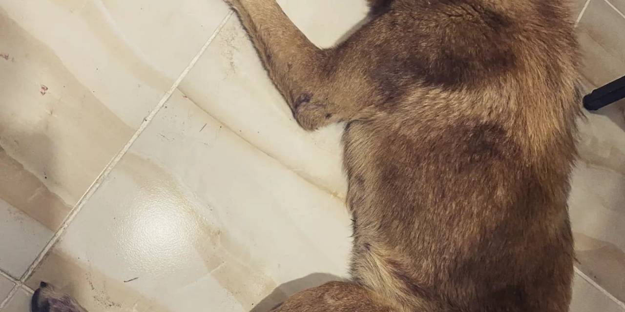 Av Tüfeği İle Vurulan Köpeğin Vücudunda 100’den Fazla Saçma Tespit Edildi
