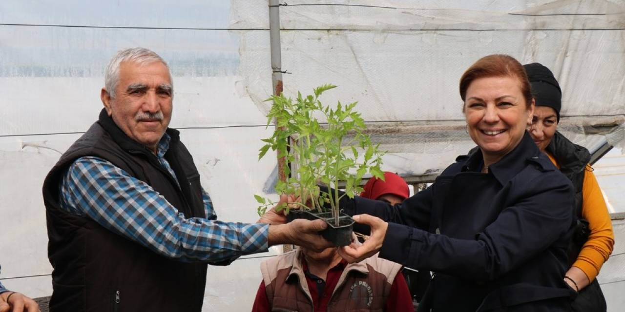 Safranbolu’da Halka Maniye Fideleri Dağıtılıyor