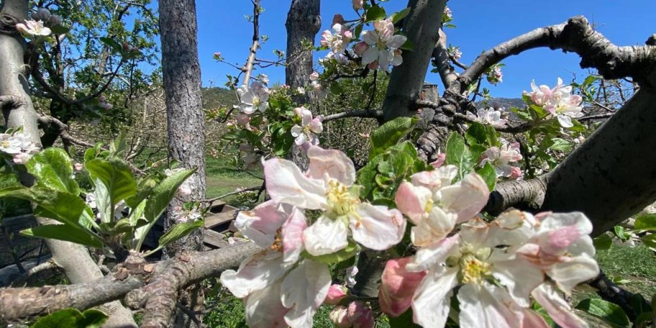 Eğirdir’de Elma Ağaçları Çiçek Açtı
