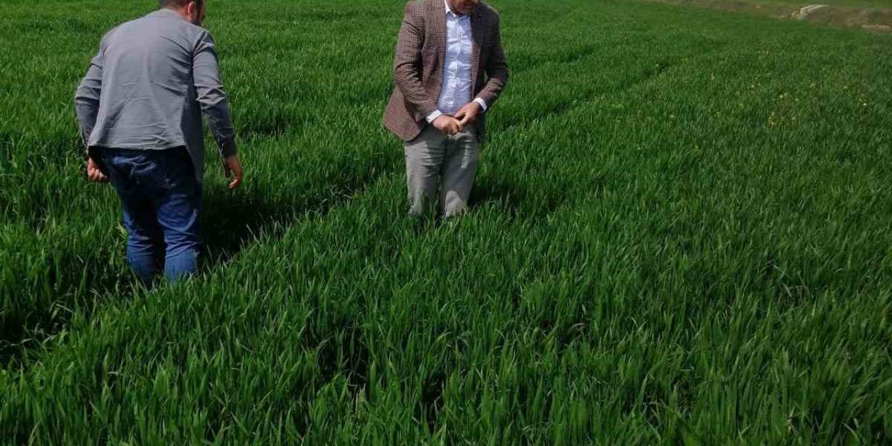 Elazığ’da Hububat Alanlarında Süne İncelemesi Yapıldı
