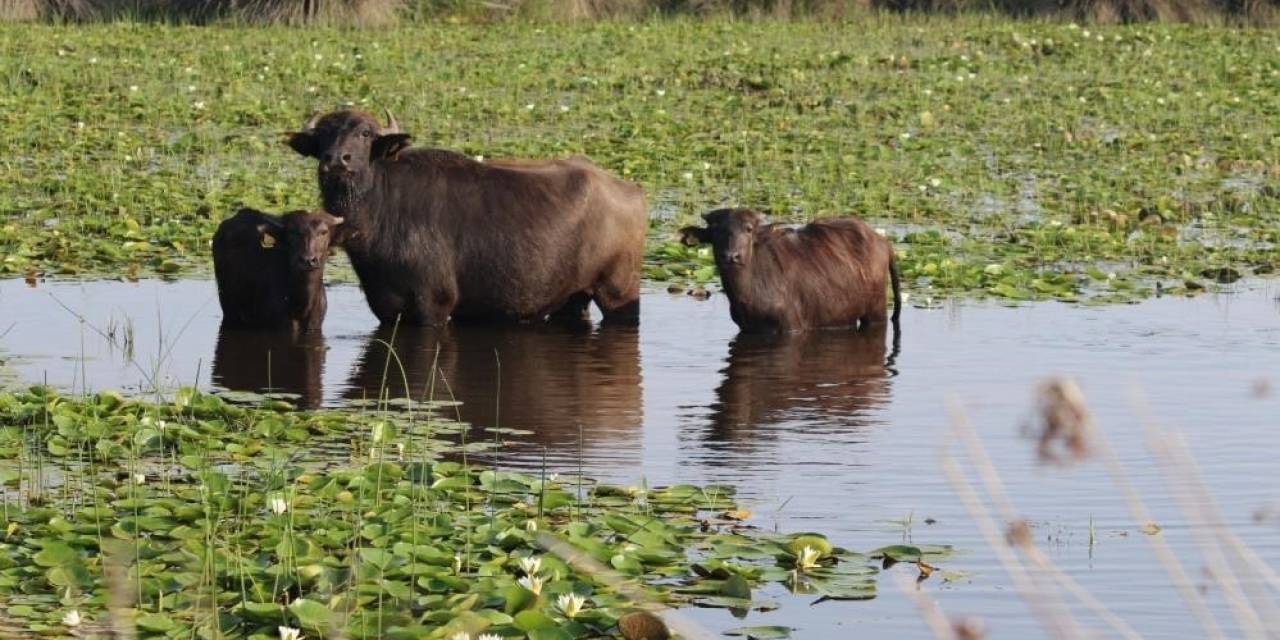 Samsun’un Tarım Ve Hayvancılık Potansiyeli